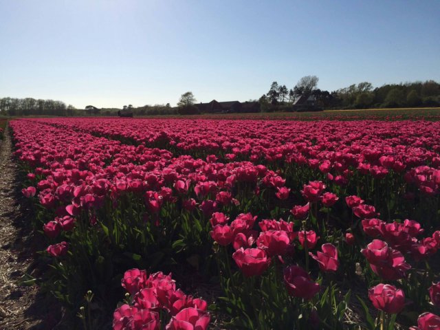 hollandmcferiemaj201541.jpg